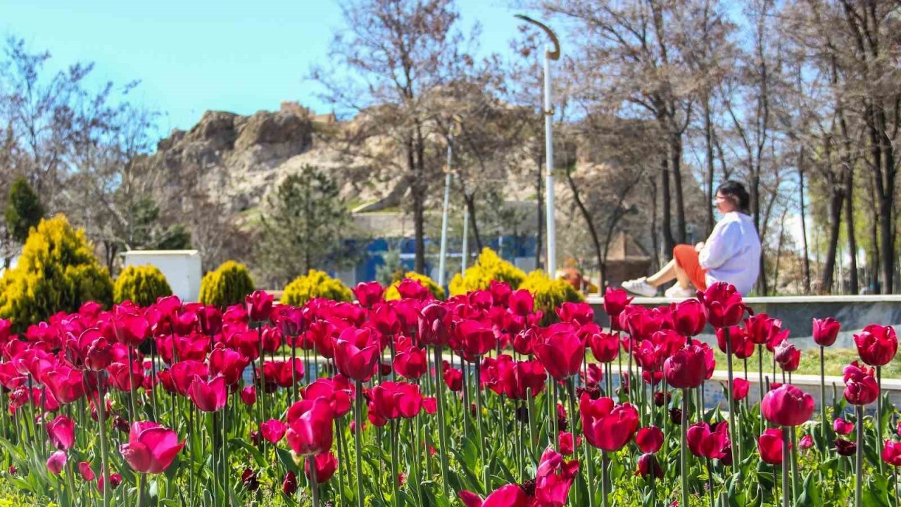 Laleler park ve bahçeleri renklendirdi