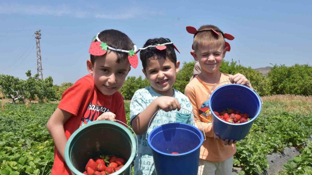 Menemen’de çilek kokulu günler başlıyor