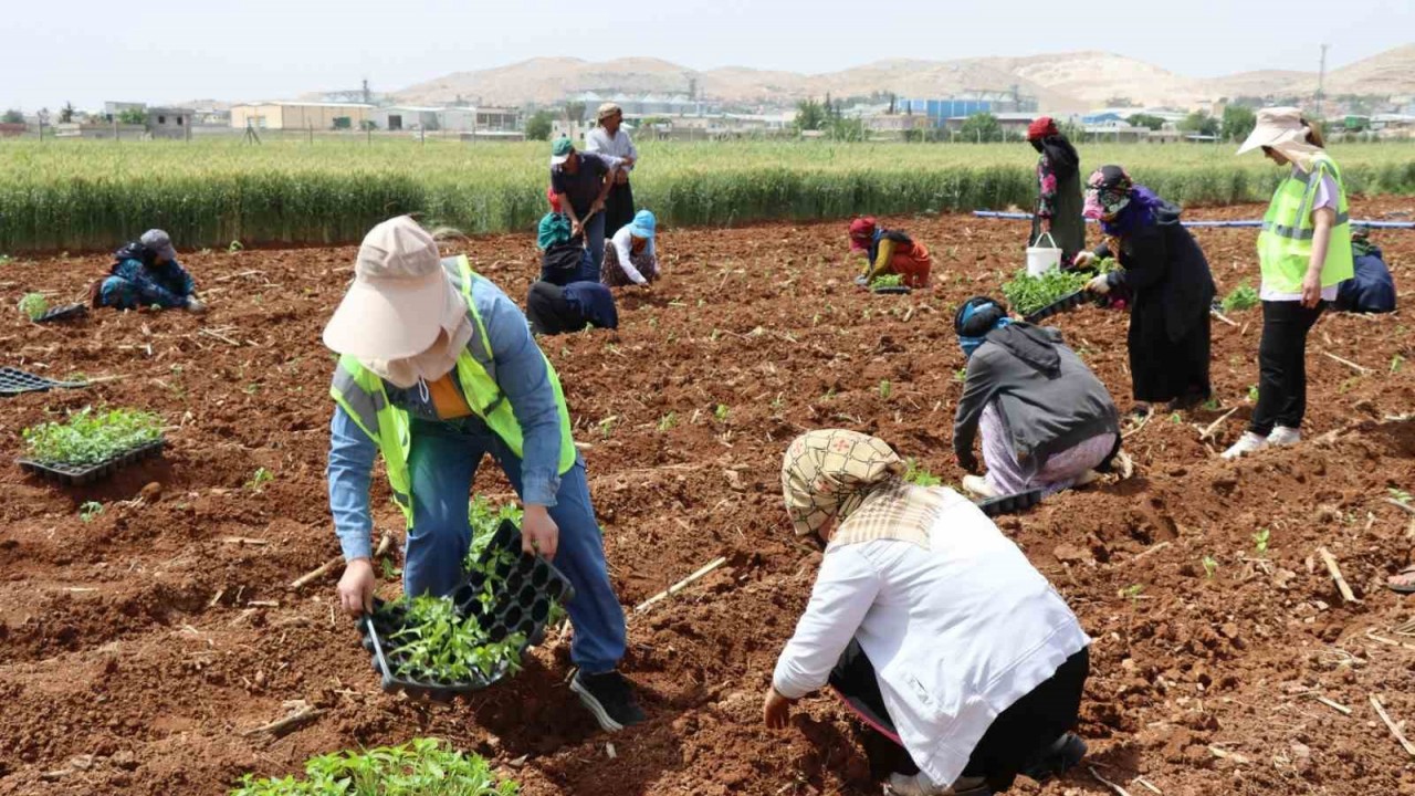 Şanlıurfa’da 200 bin isot fidesi toprakla buluştu