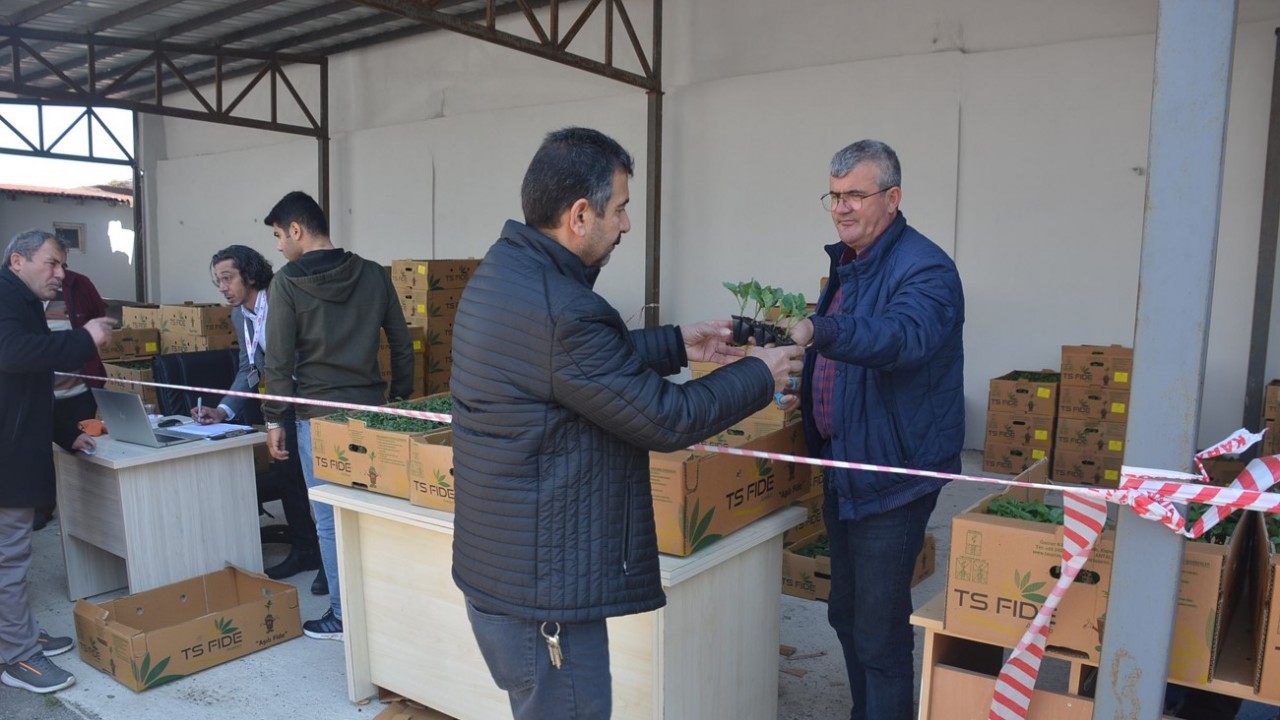 Sinop’ta 80 bin sebze fidesi dağıtıldı