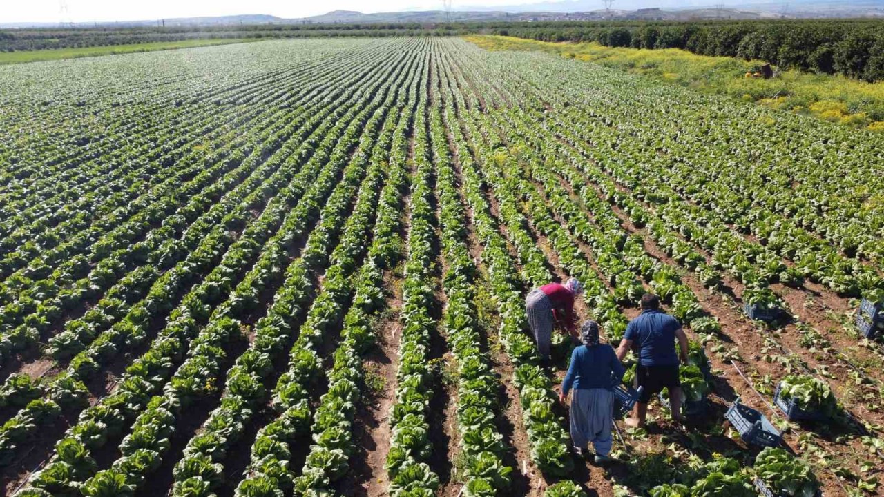 Tarımda üretici enflasyonu nisanda yüzde 71,52’ye geriledi