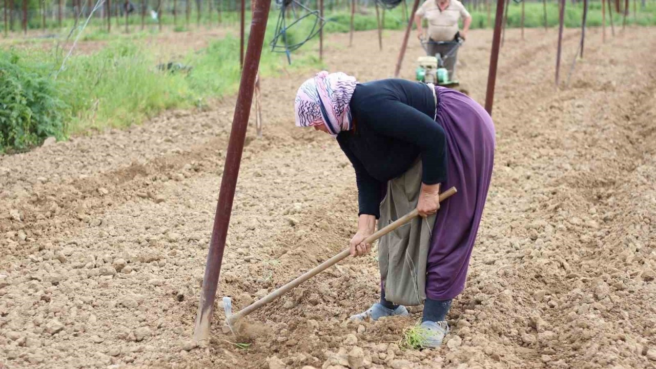 Tescilli Pazaryeri boncuk fasulyesi tohumları toprakla buluşmaya başladı