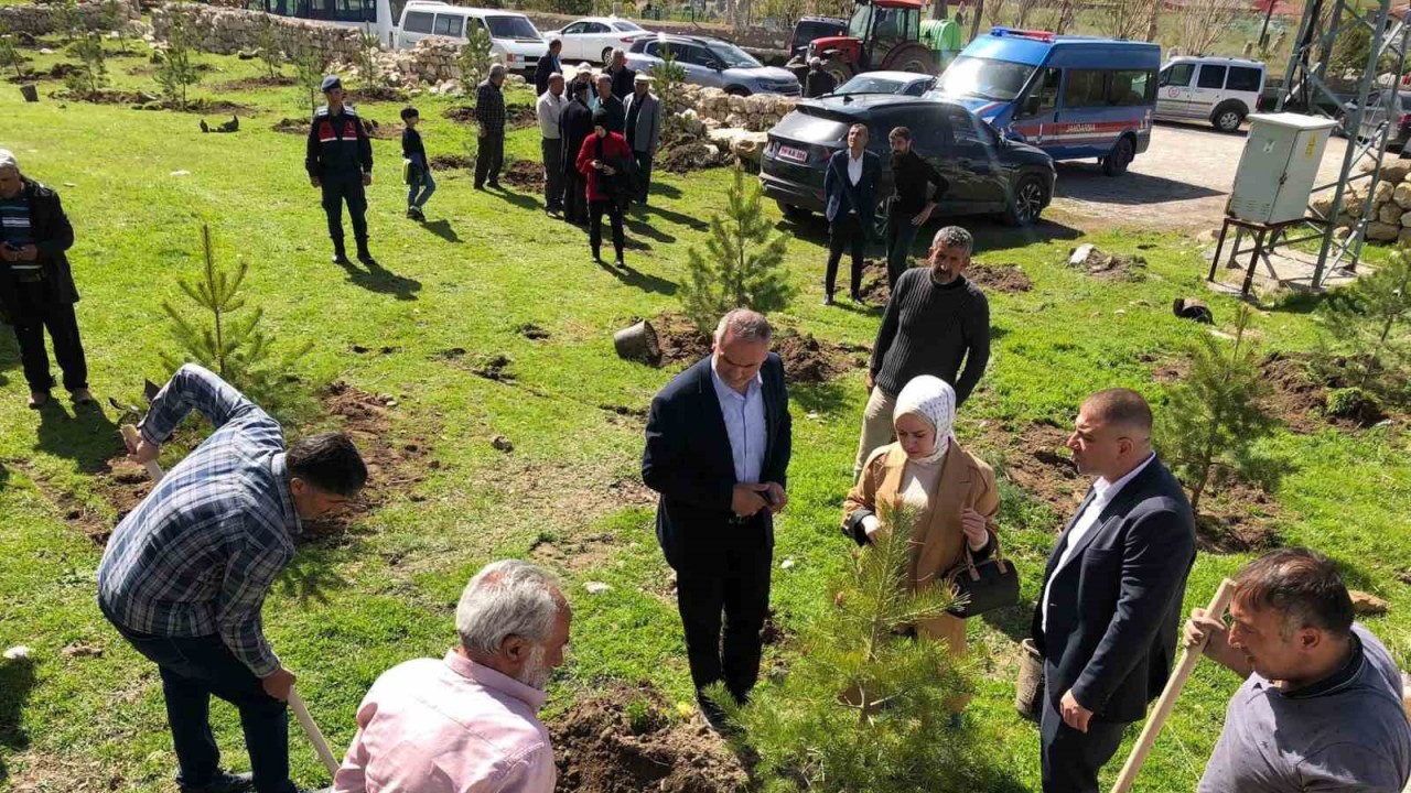 Ulaş’a 8 bin çam fidanı dikildi