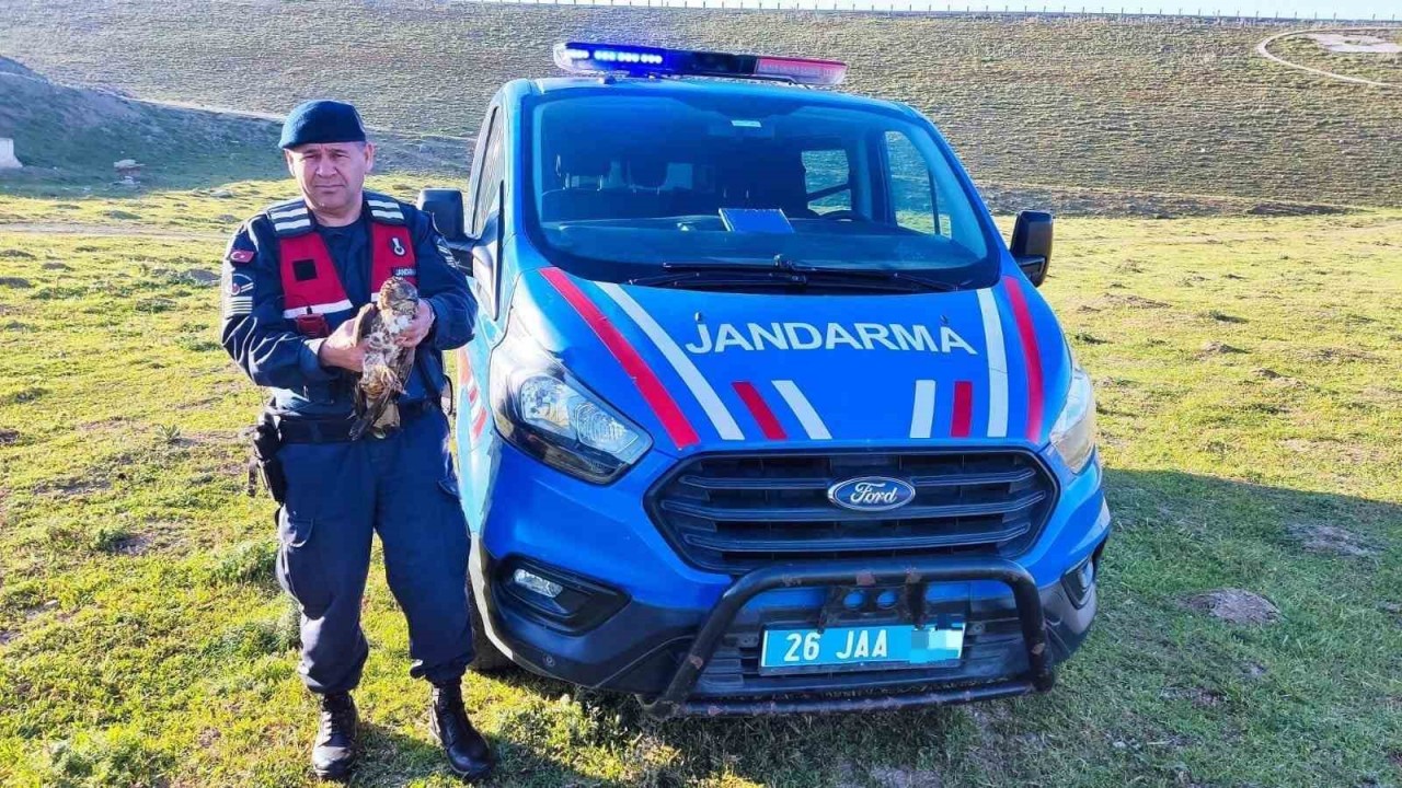 Yaralı halde bulunan ‘Şahin’ jandarma ekiplerince tedavi ettirildi