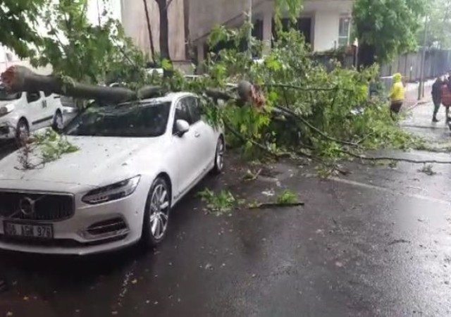 Ankarada 3 aracın üzerine ağaç devrildi