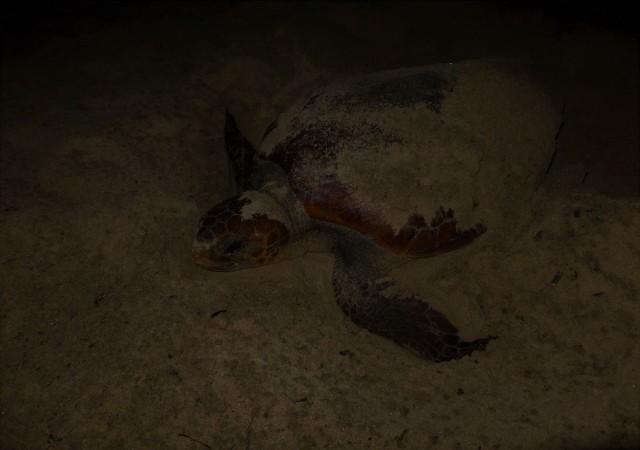 Caretta caretta, Didim sahiline yumurtalarını bıraktı