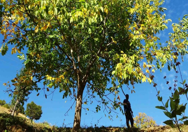 Erzincanın Sancak kenti Kemah: 32 bin ceviz ağacı yetiştiriciliği ile ekonomiye katkı sağlıyor