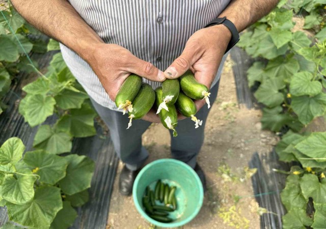 Hava ısındıkça sebze fiyatları düşecek