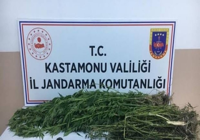 Kastamonuda 28 kök kenevir ele geçirildi: 1 gözaltı