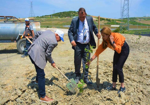 Lapsekide ağaçlandırma çalışması