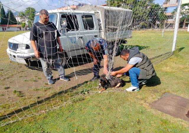 Manisada kale filesine dolanıp mahsur kalan köpek kurtarıldı