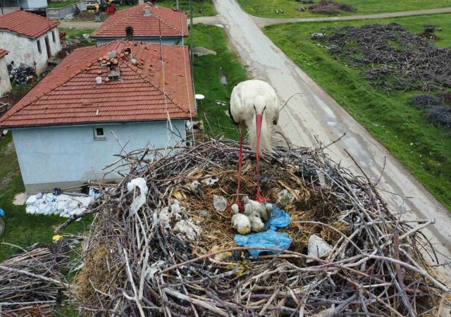 (Özel) İnatçı leylek yanan yuvasını yavruları için bir daha yaptı