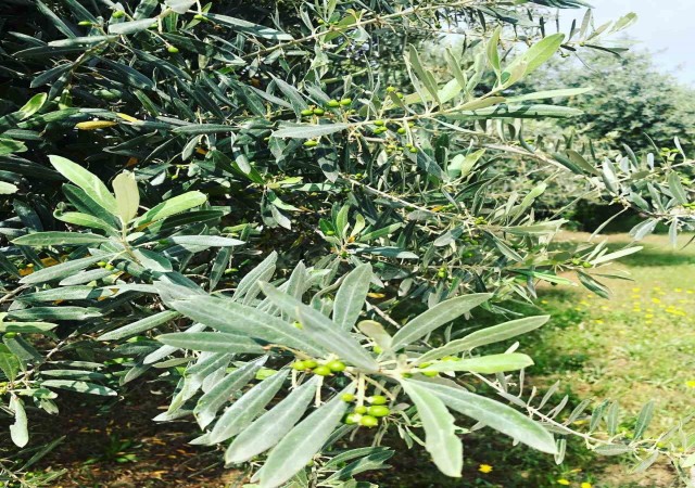 Zeytin güvesine karşı mücadele uyarısı