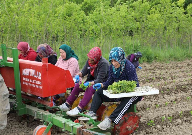 100 dönüm organik sertifikalı tarlada üretim başlattı