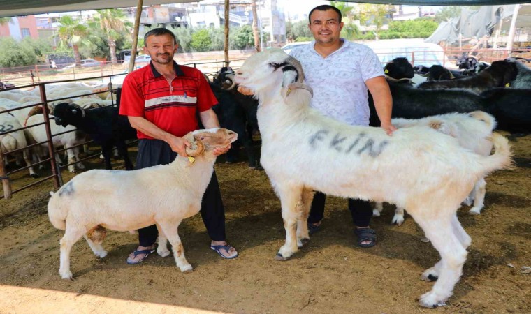 185 kiloluk ‘Karbeyaz 20 bin liraya satıldı