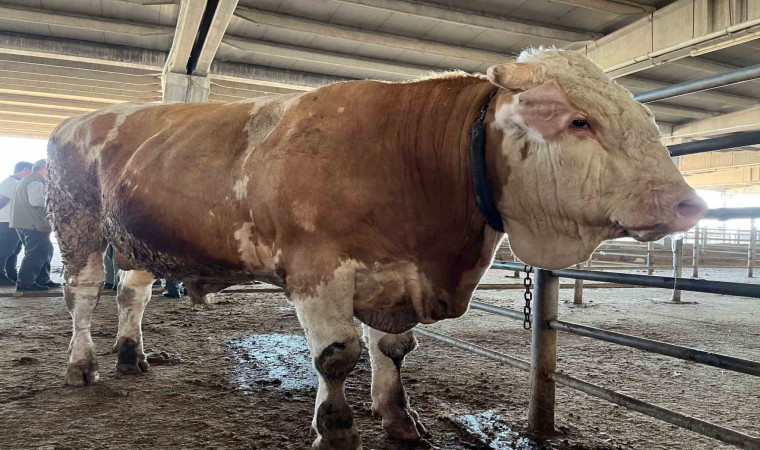 2 senede tam 4 ton yem yedi, 1 tonluk kurbanlık 120 bin liradan alıcısını bekliyor