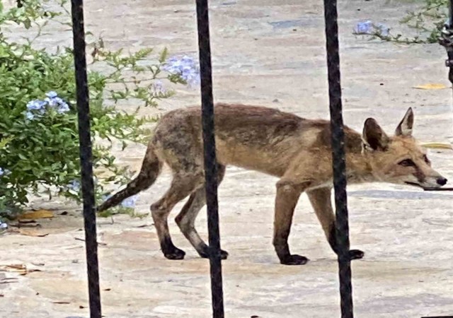 Aç kalan tilki evlere kadar indi