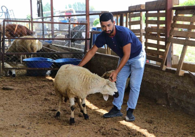 Adanada kurban pazarları kurulmaya başladı, satıcılar dikkat edilmesi gerekenleri anlattı