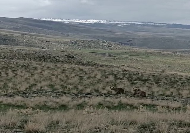 Ağrıda arazide dolaşan 2 ayı kameralara yansıdı