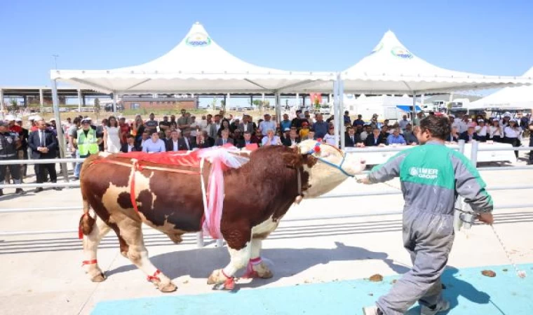 Ankara’da kurbanlıklar podyuma çıktı