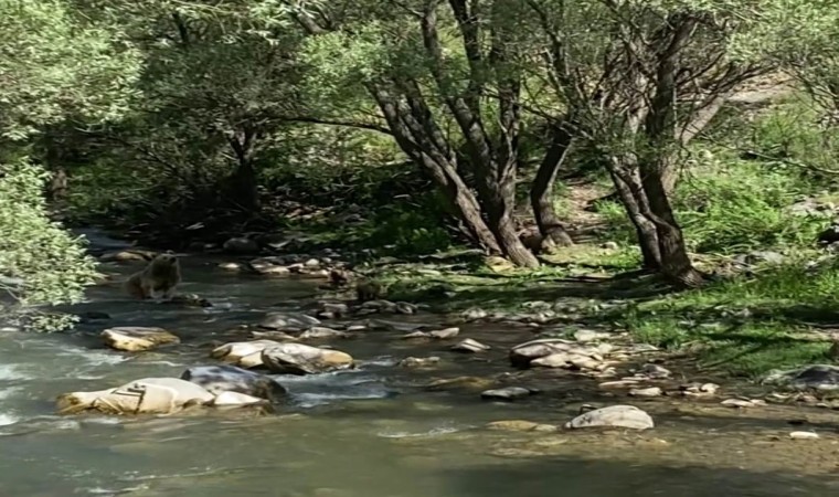 Anne bozayı ve 3 yavrusu su içti, vatandaşlar görüntüledi