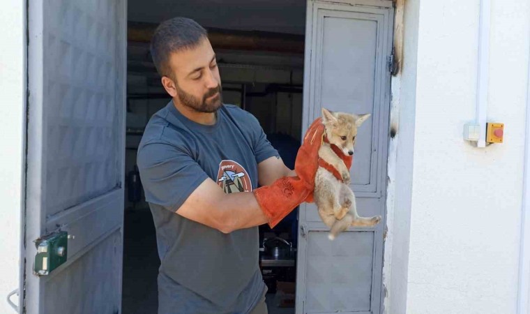 Annesini kaybeden yavru tilki, doğa korumaya emanet