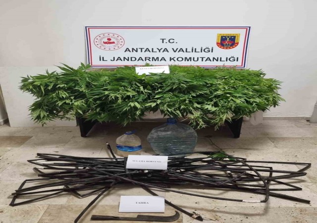 Antalyada 2 bin 535 kök kenevir ele geçirildi