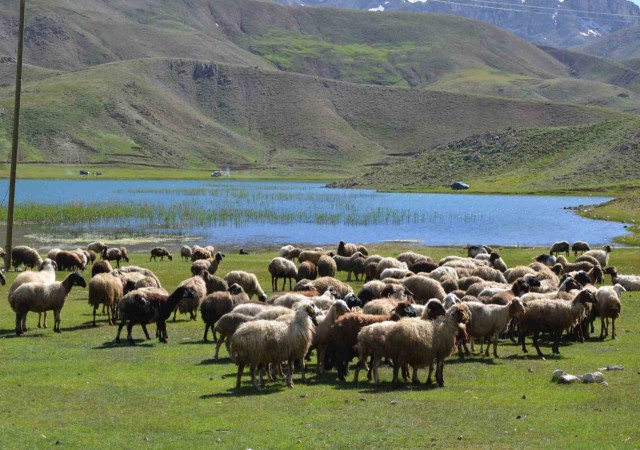 Antalyada Yörükler yaylalara yerleşmeye başladı