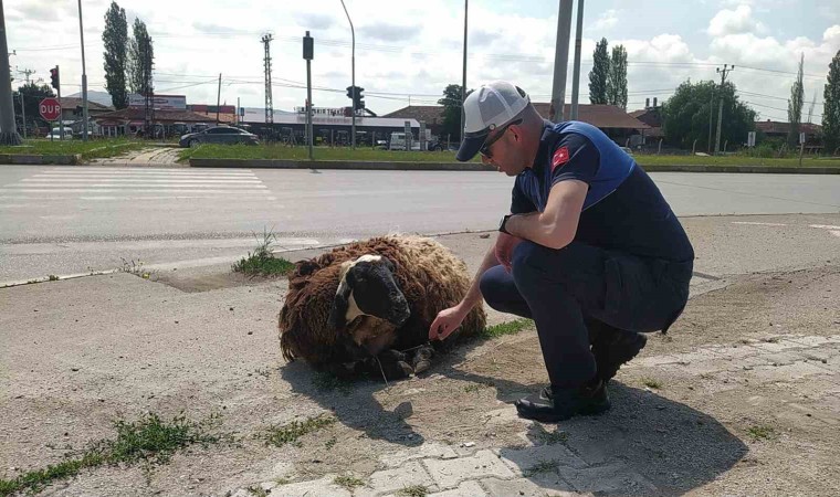 Araçtan düşen kurbanlık hayvanı zabıta ekipleri sahibine teslim etti