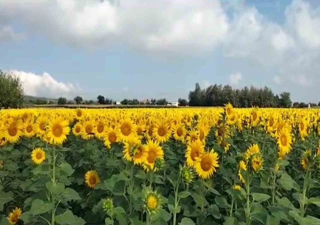 Ayçiçekleri kendini gösterdi, Osmaniyede ekim alanı genişliyor