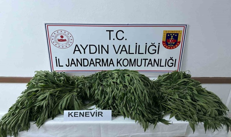 Aydında 90 kök kenevir ele geçirildi