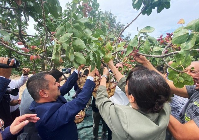 Ayvacıkta üretilen Antep fıstığı kurulacak tesis ile markalaşacak