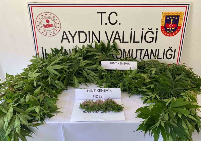 Bahçede kenevir ekimine jandarma baskını: 1 gözaltı