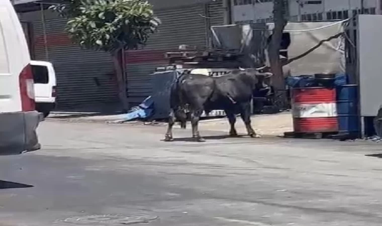 Başakşehir ve Sultangazi’de kurbanlıklar kaçtı