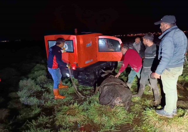 Bataklığa saplanan inek AFAD ekiplerince kurtarıldı