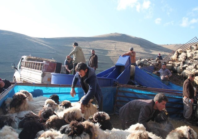 Bayburtta küçükbaş hayvanlar mobil koyun yıkama makineleriyle yıkanarak ilaçlanıyor