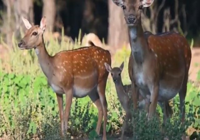 Bu yılın ilk alageyik yavruları görüntülendi