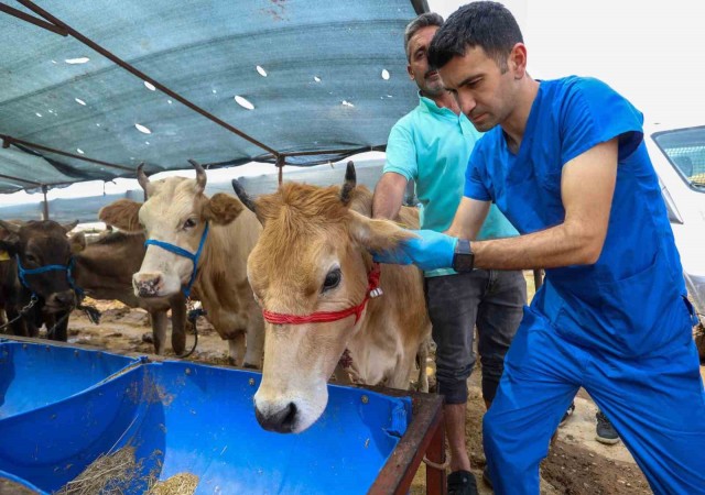 Bucada Kurban Bayramı öncesi ekipler denetimde