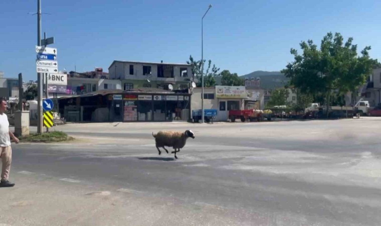 Bursada kurbanlık koç trafiği birbirine kattı