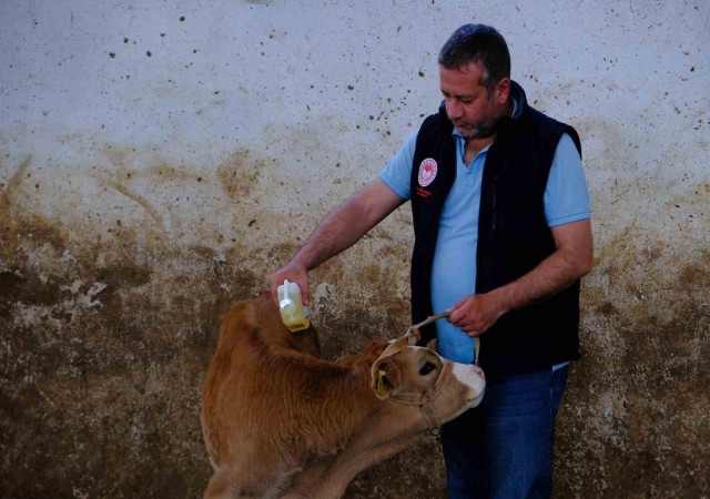 Büyükbaş hayvanlar kenelere karşı ilaçlanıyor