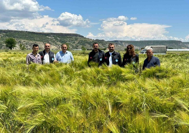 Büyükşehirin dağıttığı arpa ve buğday tohumları verimliliğiyle yüz güldürdü