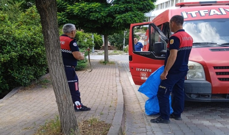 Çanda itfaiye ekipleri yol kenarında yakaladıkları yılanı doğal ortamına bıraktı