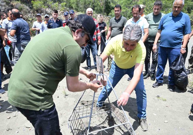 Caretta carettaların yuva çevresine güvenlik amacıyla kafes yerleştirildi