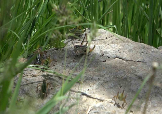 Çekirgelerin istila ettiği köyde vatandaşların mağduriyeti sürüyor