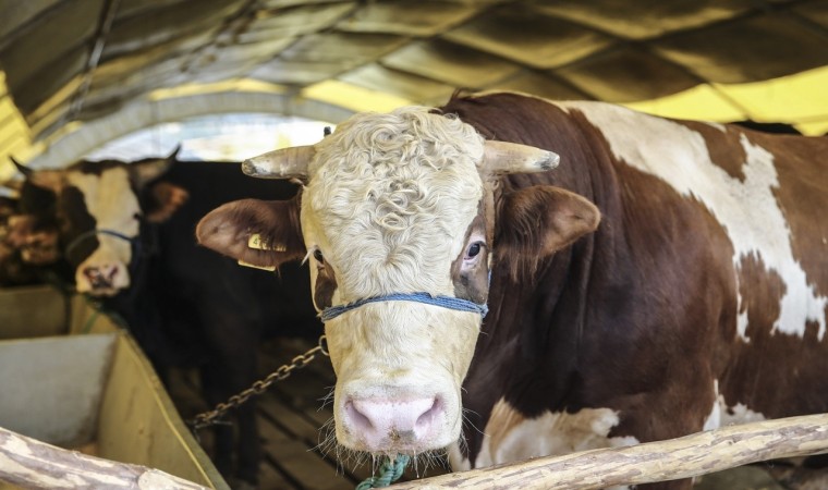 Çorumda, kurban bağışı kampanyası devam ediyor