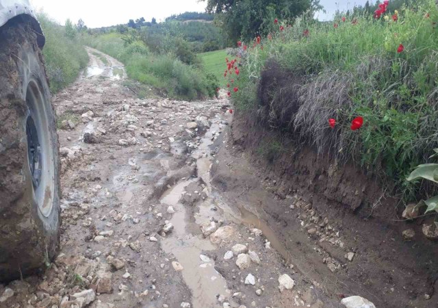 Denizlide kekik ve adaçayı üretimi yağışlardan olumsuz etkilendi