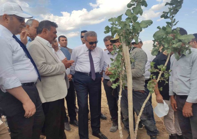 Diyarbakırda bu yıl 200 bin fıstık aşılanması hedefleniyor