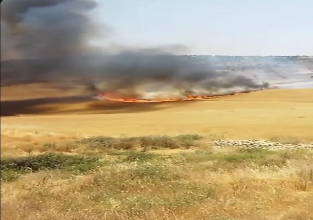 Diyarbakırda yaklaşık 130 dönümlük buğday tarlası küle döndü