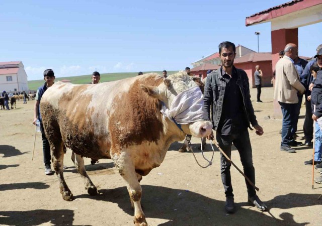 Doğudan Batıya kurbanlık sevkiyatı hız kazandı