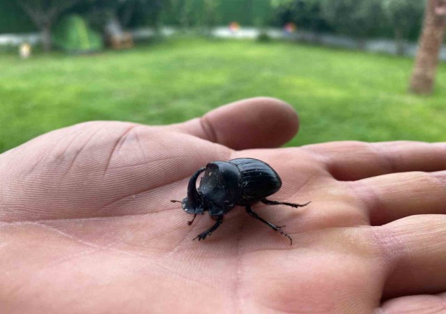 Dünyanın en güçlü böceği Manisada görüldü